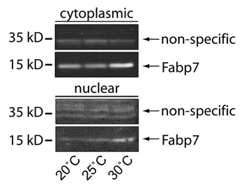 Figure 2 Subcellular localization of Fabp7 correlates with temperature. Protein gel blots of Fabp7 protein expression in Fabp7 fly heads staged at 20°, 25°, and 30°C for seven days, compared to immunoreactive background, in cytoplasmic and nuclear fractions previously publishedCitation8 (lysate sample: ∼50–100 fly heads per lane). Image contrast has been inverted for comparison.