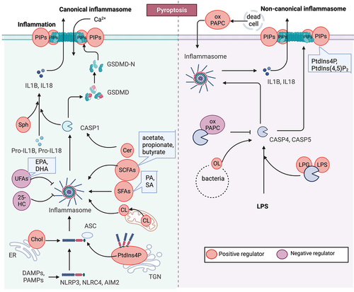 Figure 4. Lipid mechanism in pyroptosis. Pyroptosis is a proinflammatory form of programmed cell death characterized by the formation of membrane pores. The process of pore formation is executed through the inflammasome-mediated cleavage and activation of GSDMD. Lipids, including oxysterols, fatty acids, and phospholipids, play complex and critical roles in pyroptosis. For instance, the activation of the NLRP3 inflammasome requires binding to cholesterol in the endoplasmic reticulum, while the stable oligomerization of NLRP3 is facilitated by phosphoinositides (PIPs), and cardiolipin promotes NLRP3 inflammasome formation. Moreover, the functionality of GSDMD pores is dependent on phosphoinositides, and the enrichment of phosphatidylinositol-4,5-bisphosphate (PtdIns [Citation4,Citation5]P2) directly enhances their dynamics.