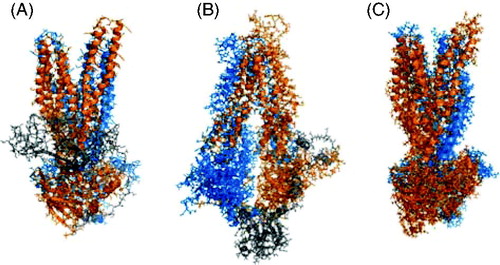 Figure 3. Examples of CFTR homology models based on ABC protein templates. (A) Outward facing model, based on Sav1866 template, published by Serohijos et al. (Citation2008); a very similar model was also published by Mornon et al. (Citation2008). (B) Inward facing model based on MsbA template, published by Mornon et al. (Citation2009). (C) ‘Channel-like’ configuration, based on Sav1866 template, published by Dalton et al. (Citation2012). In each case, the N-terminal ‘half’ of CFTR (TMs 1-6, NBD2) is coloured blue, and the C-terminal half (TMs 7-12, NBD2) orange. The R domain in (A) and (B) is coloured gray; the R domain was not included in the model shown in (C). Each panel was visualized with PyMol using coordinates provided in the described publications.