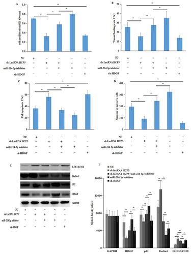 Figure 4 lncRNA HCP5 regulated GEM-resistant PC cells by targeting miR-214-3p/HDGF axis. (A) CCK8 assay showed that negative control or sh-lncRNA HCP5 or sh-lncRNA HCP5+ miR-214-3p inhibitor or miR-214-3p inhibitor or sh-HDGF could regulate PANC-1-GR cells’ proliferation. (B) Wound healing assay showed that negative control or sh-lncRNA HCP5 or sh-lncRNA HCP5+ miR-214-3p inhibitor or miR-214-3p inhibitor or sh-HDGF could regulate PANC-1-GR cells’ migration (C) Transwell assay showed that negative control or sh-lncRNA HCP5 or sh-lncRNA HCP5+ miR-214-3p inhibitor or miR-214-3p inhibitor or sh-HDGF could regulate PANC-1-GR cells’ invasion. (D) Flow cytometry showed that negative control or sh-lncRNA HCP5 or sh-lncRNA HCP5+ miR-214-3p inhibitor or miR-214-3p inhibitor or sh-HDGF could regulate PANC-1-GR and SW 1990-GR cells’ apoptosis. (E, F), Western blot analysis the expression levels of HDGF, Beclin1, LC3 I/LC3 II and p62 in PANC-1-GR cells transfected with negative control or sh-lncRNA HCP5 or sh-lncRNA HCP5+ miR-214-3p inhibitor or miR-214-3p inhibitor or sh-HDGF, these effects revealed that lncRNA HCP5 contributed to PC GEM-resistance by acting as a ceRNA to regulates PC cells’ proliferation, invasive, migration, cell apoptosis by targeting HDGF by sponging miR-214-3p. Data represent mean ± SD. *P < 0.05.