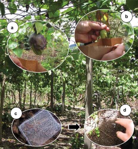 Figure 2. Collection methods for obtaining larval parasitoids in flower buds (a) and fruits (b); and for obtaining pupal parasitoids through sentinel pupae (c-d), in sweet granadilla orchards.