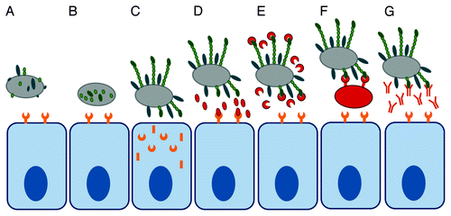 Figure 2. Strategies for anti-adhesion therapy. Bacterial attachment can be inhibited by interfering with adhesin biosynthesis (A), adhesin assembly (B), or host receptor assembly (C). Binding can be inhibited by competitive replacement of the adhesin from the host (D) or of the host receptor from the adhesin (E) using soluble molecules or by using designer microbes (F). Antibodies against bacterial adhesins can block surface epitopes required for binding (G).