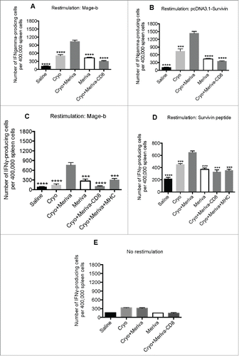 Figure 3. TAA-specific T cell responses generated through cryoablation were significantly improved by Meriva in 4T1 model. BALB/c mice were challenged with 4T1 tumor cells and treated with cryoablation plus Meriva as described in Figure 2. Two days after the last treatment all mice were euthanized and analyzed for CD8+ T cell responses to TAA in vitro in the spleen by ELISPOT. CD8+ T cell responses to Mage-b (transfection of spleens of treated and control mice with pcDNA3.1-Mage plus pCMV-GM-CSF) (A), or to Survivin (transfection of spleens of treated and control mice with pcDNA3.1-Survivin plus pCMV-GM-CSF) (B) were analyzed, and a similar experiment was performed with or without anti-MHC Class I antibodies added to the wells as indicated in the figure and restimulated with pc-DNA3.1-Mage-b (C) or Survivin peptides (D). No restimulation was used as negative control (E). CD8+ T cells were depleted using magnetic beads technique. The results of two experiments were averaged with n = 5 mice per group. The error bars represent the SEM. All groups were compared to the cryoablation plus Meriva group. Mann-Whitney test. *P < 0.05, ** P < 0.01, ****P < 0.0001. Values P < 0.05 were considered statistically significant.