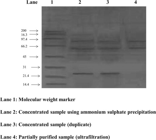 Figure 9. Molecular weight analysis of amylase enzyme using SDS-PAGE.