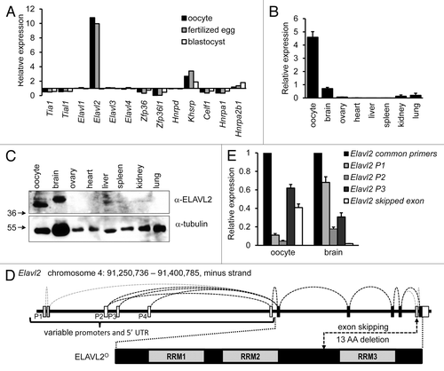 Figure 1. Characterization of Elavl2 expression in oocytes and somatic tissues. (A) Elavl2 transcript level is enriched in oocytes and fertilized eggs relative to somatic tissues. A graph shows an expression ratio of 13 different AUBPs in oocytes, fertilized eggs, blastocysts, and median expression values in somatic tissues calculated from the BioGPS GNF1M.gcrma data setCitation42 providing normalized gene expression data for a comprehensive set of tissues and cell types. (B) RT-PCR analysis of Elavl2 mRNA expression in several tissues using Elavl2 common primers detecting all known Elavl2 splicing variants. Data represent the mean Elavl2 expression ± s.e.m. relative to Hprt1 (n = 2). (C) ELAVL2 expression in different tissues. Twenty micrograms of protein lysates from different tissues and 200 oocytes were loaded per a lane and the blot was probed with ELAVL2 antibody. Tubulin was used as a loading control. The fastest migrating ELAVL2 isoform, which is the most abundant in oocytes, was denoted ELAVL2°. (D) A scheme of the mouse oocyte-enriched ELAVL2 isoform (ELAVL2°) and key differences in alternative Elavl2 splicing variants. Mouse Elavl2 gene is located on chromosome 4 (RRM, RNA binding domain; P1–P4, promoter 1–4; UTR, untranslated region; AA, amino acid). (E) RT-PCR analysis of Elavl2 splicing variants expression in the mouse brain and oocytes. Data represent the mean ± s.e.m. normalized to Hprt1 (n = 3). A signal from Elavl2 common primers was set to one. Elavl2 P1, P2, or P3 primer pairs detect Elavl2 transcripts starting from the promoter 1, 2, or 3, respectively, with or without second-to-last exon deletion. Elavl2 skipped exon primers stands for the Elavl2 splicing variants missing second-to-last exon here denoted Elavl2°. (n, independent experiment performed in triplicates)