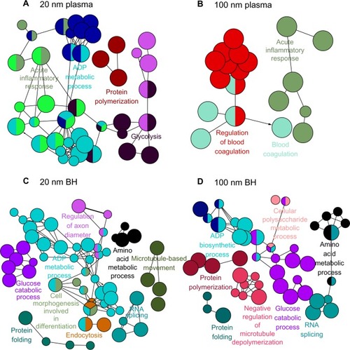 Figure 2 Visualized biological processes associated with binding of proteins from plasma and brain homogenate with SiO2 nanoparticles. (A) Plasma and positively charged 20 mm SiO2 nanoparticles, (B) plasma and positively charged 100 mm SiO2 nanoparticles, (C) brain homogenate and negatively charged 20 nm SiO2 nanoparticles, and (D) brain homogenate and positively charged 100 mm SiO2 nanoparticles.Abbreviations: BH, brain homogenate; ADP, adenosine diphosphate; RNA, ribonucleic acid.