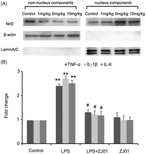 Figure 8. ZJ01 induced the Nrf2 nuclear accumulation and inhibited LPS-induced inflammatory cytokines production of left ventricular cells in vivo. (A) C57BL/6 mice were treated intraperitoneally with different concentrations of ZJ01 for 12 h. The nuclear and non-nuclear Nrf2 protein levels of left ventricular cells were determined by Western blotting technology. (B) C57BL/6 mice were treated intraperitoneally with 4 mg/kg of LPS and then with 5 mg/kg ZJ01 for 12 h. RT-PCR analysis of the expression of pro-inflammatory cytokines IL-1β, IL-6, and TNF-α. **p < .01 vs. control, #p < .05 vs. LPS group. n = 3.