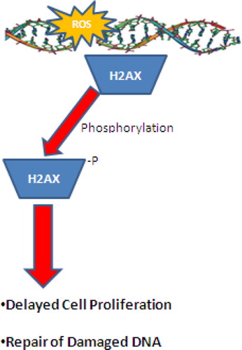 Figure 3. Phosphorylation of H2AX at Serine 139 following ROS damage to DNA. Under mild-to-moderate oxidative damage, phosphorylation of H2AX can lead to temporary cessation of cellular function and DNA repair. However, under extreme conditions, hyperphosphorylation of H2AX can lead to cell death via an apoptotic mechanism.