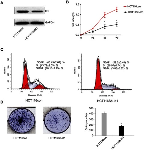 Figure 2 Effects of inhibitor of DNA binding 1 (Id1) knockdown on cancer-initiating cell features in HCT116 cells. (A) Id1 knockdown efficiency is checked by Western blotting assay; (B) real-time cell analysis (RTCA) shows greater inhibition of Id1 knockdown HCT116 cells than control cells 48 h post-transfection; (C) fluorescence-activated cell sorting (FACS) analysis reveals a significant reduction in the number of Id1 knockdown HCT116 cells at S phase and a remarkable rise in the number of Id1 knockdown HCT116 cells at G0/G1 phase relative to controls cells (P<0.05); (D) cell colony-forming assay shows lower numbers of cell colonies in Id1 knockdown HCT116 cells than in control cells. *P<0.05 vs the control cells.
