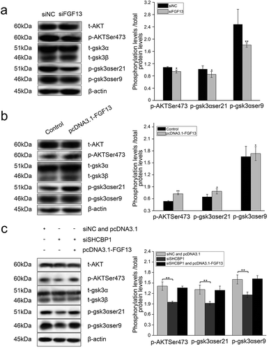 Figure 6. FGF13 activates AKT-GSK3 signaling pathway to regulate A549 cells proliferation. FGF13 and SHCBP1 co-interference or co-overexpression is performed in A549 cells, respectively. (a) After FGF13 were silenced, the protein levels of AKT, p-AKT (Ser473), GSK3α, p-GSK3α (ser21), GSK3β and p-GSK3β (ser9) were analyzed by Western blotting. (b) After FGF13 were overexpressed, AKT, p-AKT (Ser473), GSK3α,p-GSK3α(ser21), GSK3β and p-GSK3β(ser9) protein levels were detected in A549 cells.(c) FGF13 was overexpressed while SHCBP1 was interfered, the protein expression levels of AKT, p-AKT (Ser473), GSK3α, p-GSK3α (ser21), GSK3β and p-GSK3β (ser9) were analyzed., β-actin was used as a loading control. Results are presented as mean± S. E. M. n = 3. *P < .05, ** P < .01