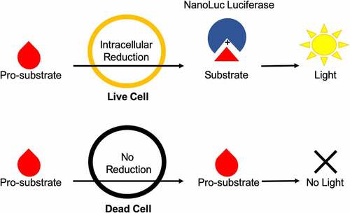 Figure 1. Diagram of Real-Time Luminescence Dynamics. Pro-substrate added to the culture media is rapidly metabolized by live cells via intracellular reduction into active substrate. The active substrate then reacts with NanoLuc luciferase to produce light. Dead cells are not able to metabolize the pro-substrate and therefore do not contribute to the amount of active substrate produced and subsequent light generation within the assay.