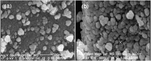 Figure 3. SEM images of Fe2TiO5 nanostructures synthesised at (a) 800°C and (b) 900°C.