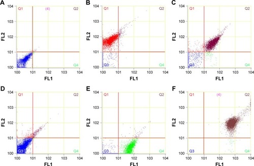 Figure 5 (A) The flow cytometry results of 4T1 incubated with DNCs. HUVEC cells incubated with VNCs and DNCs were shown in (B and C). (D) showed the results of MDA-MB-231 incubated with DNCs. MCF-7 cells incubated with PNCs and DNCs were shown in (E and F).Notes: FLI channel showed FITC signal and FL2 channel showed PE signal. DNCs, dual-targeted gold nanoshelled poly(lactic-co-glycolic acid) nanocapsules carrying anti-vascular endothelial growth factor receptor type 2 antibody and anti-p53 antibody; PNCs, single-targeted gold nanoshelled poly(lactic-co-glycolic acid) nanocapsules carrying anti-p53 antibody; VNCs, single-targeted gold nanoshelled poly(lactic-co-glycolic acid) nanocapsules carrying anti-vascular endothelial growth factor receptor type 2 antibody.Abbreviations: FITC, fluorescein isothiocyanate; HUVEC, human umbilical vein endothelial cells.