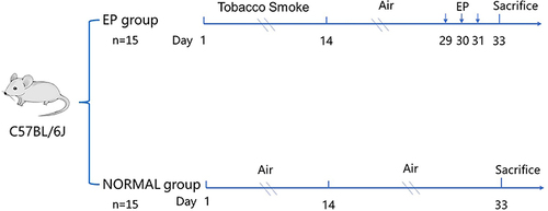 Figure 1 Animal experimental protocol.