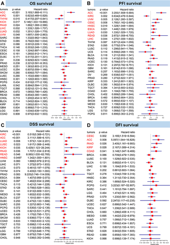Figure 3 Forest map of univariate Cox regression model for the impact of HMGB1 expression on prognosis in different tumors. The impacts of HMGB1 expression on (A) overall survival, (B) progression-free interval, (C) disease-specific survival, and (D) disease-free interval in different tumors.