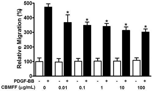 Figure 1. Effect of Chrysanthemum boreale Makino flower floral water on PDGF-BB-induced migration in RASMCs. RASMCs were treated with PDGF-BB (10 ng/mL) in the presence or absence of steam-distilled extract floral water of Chrysanthemum boreale Makino flower (CBMFF: 0.01–100 μg/mL) for 90 min. Cell migration was analyzed using a Boyden chamber assay. Cell migration in the quiescent state was considered as 100% (n = 6). Results are represented as the mean ± SD. *p < 0.05 compared to the PDGF-BB-stimulated state by a two-way ANOVA.