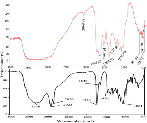 Figure 4. A comparison of FTIR spectroscopy of Pseudomonas aeruginosa (bottom) and crude endogenous biosurfactant (top) extracted from E. coli strain. NB. Pseudomonas aeruginosa adapted from Khademolhosseini et al.Citation21