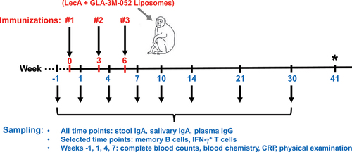 Figure 1. Schematic overview of immunizations and sample collections. A total of 27 rhesus macaques were randomly divided into four groups and assigned to receive either intranasal or intramuscular immunization. The vaccine was formulated with either 10, 100, or 200 µg of LecA plus adjuvant and was administered to designated groups accordingly. Each group received three immunizations with a 3-week interval. Pre-immune samples (blood, saliva, stool, and PBMCs) were collected 1 week prior to the first vaccination, and samples were collected thereafter at the time points shown. Approximately 8-9 months after the third immunization, three animals were euthanized to collect lymph nodes, bone marrow, splenocytes, and PBMCs. Animal health was monitored continuously with regular blood and physical examinations. *Week 41 is an approximate time point representing B and T cell ELISpot assays conducted on tissues harvested from three animals that underwent necropsy 8-9 months after the third immunization, as well as B and T cell ELISpot assays conducted on PBMCs collected 10 months after the third immunization from remaining animals.