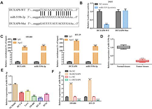 Figure 5 Duxap8 negatively regulates miR-519b-3p. (A) Conservation of Duxap8 in the binding site of miR-519b-3p was predicted. (B) Dual-luciferase reporter assay. (C) RIP experiment. (D) RT-qPCR analysis of miR-519b-3p in colorectal cancer tissues and adjacent non-cancer tissues. (E) RT-qPCR analysis of the expression level of miR-519b-3p in colorectal cancer cell lines. (F) RT-qPCR analyses of the expression level of miR-519b-3p in SW480 and HT-29 colorectal cancer cells. ***P < 0.001 vs normal tissues group. **P < 0.01, ***P < 0.001 vs Sh-NC group. ###P < 0.001 vs Lv-NC group. All results were presented as the mean ± SD from at least three separate experiments.