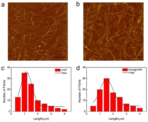 Figure 2. AFM micrographs (a–b) and fibril length distribution (c–d) of LPNF and F555@LPNF.