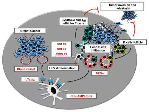 Figure 1. Role of lymphotoxin-producing dendritic cells in the regulation of tumor-associated high-endothelial venules. CCL19, chemokine (C-C motif) ligand; CCL21, chemokine (C-C motif) ligand 21; CXCL13, chemokine (C-X-C motif) ligand 13; DC, dendritic cell; HEV, high-endothelial venule; LTα1β2, lymphotoxin α1 β2.