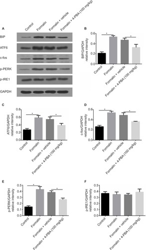 Figure 2 After formalin injection, 4-PBA blocks prominent signs of elevated ER stress in the spinal cord and pain-related behaviors and suppresses markers of ER stress and c-fos levels.