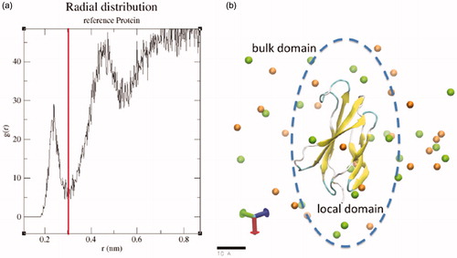 Figure 2. (a) Radial distribution function of NaCl ions around the 1FNA molecular model with 320 mM added salt. The distribution is used to select the boundary of the local and bulk domains at 0.3 nm from the surface of the 1FNA molecular model. (b) As illustrated in the schematic, the boundary separates the ‘local’ and ‘bulk’ domains that is used to calculate interaction coefficients from the ratio of water to cosolvent in each domain.