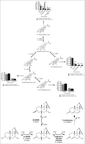 Figure 3. Metabolism of E. lenta CDCA metabolites by CA-induced vs. un-induced cells of Clostridium scindens VPI 12708. (Upper Panel) Conversion of E. lenta bile acid metabolites by induced (+ CA) and uninduced cultures of lithocholic acid (LCA)-forming gut bacterium, C. scindens VPI 12708. Experiments were repeated in triplicate ± standard errors and data were analyzed by two-tailed T-test *p < 0.01, **p < 0.001, ***p < 0.0001. (Lower Panel) Schematic representation of alternative 7α-dehydroxylation and isobile acid (3α-hydroxyl ⇔ 3-oxo ⇔ 3β-hydroxyl) pathways between C. scindens and E. lenta, respectively.