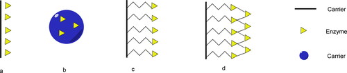 Figure 1. Representive methods applied during the enzymatic immobilization. Absorption (a). Entrapment (b). Covalent attachment (c). Cross-linking (d).