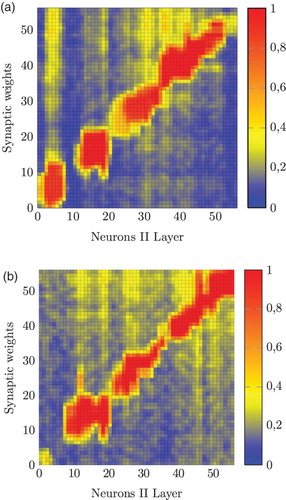 Figure 16. Synaptic weights (matrix W) after 300 steps of LTP for individual 1 (a) and 100 steps for individual 5 (b).