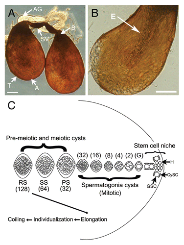 Figure 1 Spermatogenesis in D. pseudoobscura pupal testes. (A) Paired ellipsoid testes (T), seminal vesicles (SV) and accessory glands (AG). The stem cell niche is assumed to be in the apex (A) of the D. pseudoobscura testis based on what is known about the placement of the stem cell niche in D. melanogaster. Sperm coiling occurs in the basal end (B) and mature sperm are stored in the seminal vesicle in adults. Phase contrast image. Bar = 100 µm. (B) Single testis showing enclosed cysts. Arrow indicates elongating cysts (E) which span almost the entire length of the testis as they mature. Brightfield image. Bar = 100 µm. (C) Diagram of spermatogenic cyst maturation in D. pseudoobscura. H, hub cell; CySC, cyst stem cell or cyst progenitor cell; GSC, germline stem cell, G, gonialblast; PS, primary spermatocyte; SS, secondary spermatocyte, RS, round spermatid. The number of spermatogenic cells encapsulated by cyst cells is indicated in parentheses.
