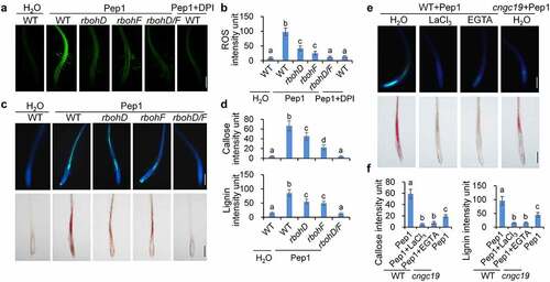 Figure 3. ROS and calcium are required for Pep1-induced callose and lignin depositions. (a and b) Pep1 induces H2O2 production through RBOHD and RBOHF in roots. One-week-old plate-grown seedlings of indicated genotypes were treated with H2O, 1 μM Pep1, or a combination of 1 μM Pep1 and 10 μM DPI, H2O2 in root tips were detected through H2DCF-DA staining. Bars = 200 μm. (c and d) Pep1-induced callose and lignin depositions through RBOHD/F. One-week-old plate-grown seedlings of indicated genotypes were treated with 1 μM Pep1 or a combination of 1 μM Pep1 and 10 μM DPI, callose and lignin were stained post 24 hours induction. Bars = 200 μm. (e and f) Pep1-induced lignin deposition is regulated by calcium channels. One-week-old plate-grown seedlings of indicated genotypes were treated with 1 μM Pep1 or a combination of 1 μM Pep1 and 1 mM LaCl3 or 10 mM EGTA, callose or lignin were stained post 24-hour treatment. Quantification data of ROS, callose, and lignin in b, d, and f, were indicated as means of intensity unit from each repeat. Significant differences were shown by different letters (Student’s t-test, n ≥ 8). The experiment was repeated three times with similar results.