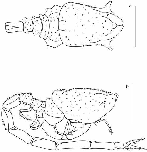 Figure 18. Eocuma olokunae sp. nov., brooding female, holotype (ZMBN 149208). a, Body dorsal view; b, body lateral view. Scale bars = 1 mm.