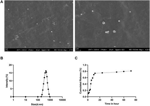 Figure 1 Characterization of PSE-NPs: (A) SEM micrographs of the PSE NPs. (B) Dynamic light scattering of pseudoephedrine nanoparticles (PSE-NPs) and (C) in vitro release of PSE-NPs.