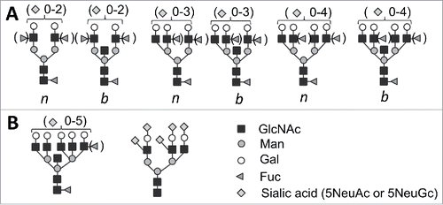 FIGURE 1. (A) Structures of bi-, tri-, and tetraantennary N-linked glycans found in PrPC and PrPSc that could be bisected (b) or nonbisected (n).Citation18,20,21 Facultative fucosialtion and sialylation are shown within parenthesis with several sialic acid residues per glycan indicated. (B) Structures of pentatantennary and nonconventional N-liked glycans that can accommodate up to 5 sialic acid residues.Citation28