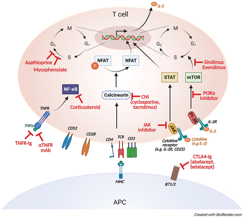 Figure 2. Therapy targeting T-cells in CVID.