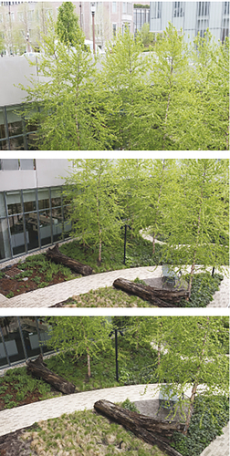 Figure 12. The one-tree returned as a nurse log three years later. Photo courtesy of Jennifer Colten.