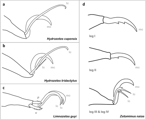 Figure 7. Examples of claw morphologies in aquatic oribatid mites. (a) Tarsus IV of H. capensis (Limnozetoidea) in paraxial view (modified after Engelbrecht Citation1974a). (b) Tarsus IV of H. tridactylous (Limnozetoidea) in paraxial view (modified after Abd-El-Hamid Citation1964). (c) Tarsus I of L. guyi (Limnozetoidea) in antiaxial view (after Behan-Pelletier Citation1989). (d) Tarsi of Z. naias (Ceratozetoidea) in paraxial view (after Behan-Pelletier Citation1998). mc = main or median claw; lc = lateral claw; p, u = tarsal setae (proral and unguinal).