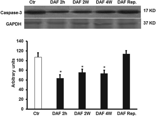 Figure 4. DAF effect on caspase-3 expression in the supernatants of homogenized left ventricles by immunoblotting (n = 4). (A) Western blot showing the expression of caspase-3 and (B) expression levels of caspase-3. Values are means ± SEM for 4 individual experiments. Ctr, control; DAF 2 h, Daflon infusion 2 h before sacrifice; DAF 2W, Daflon administration for 2 weeks; DAF 4W, Daflon administration for 4 weeks. *P < .05 compared with the respective controls.