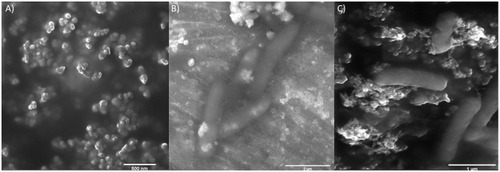 Figure 4 SEM images of (A) nanoparticles at 79 kx. Scale bar corresponds to 500 nm, (B) E. coli at 46.2 kx. Scale bar corresponds to 2 µm and (C) E. coli after exposure to BUF-II-PEA-magnetite nanobioconjugates at 79 kx. Scale bar corresponds to 1 µm.