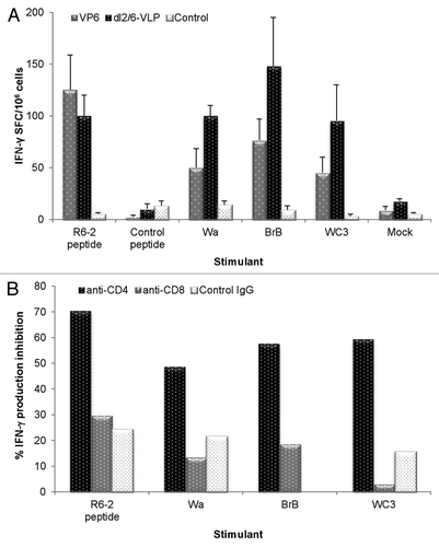 Figure 4. Rotavirus VP6-specific T-cell response detection by ELISPOT. (A) Different RV cell cultures and a synthetic RV R6–2 peptide were used to stimulate interferon-γ (IFN-γ) production from the splenocytes of mice immunized twice with 3 μg rVP6 or dl2/6-VLPs. Control mice received carrier only (PBS). Results are expressed as mean IFN-γ spot forming cells (SFC)/106 cells of duplicate wells with standard errors. (B) CD4+ T cells are responsible for IFN-γ production of mice immunized twice with 10 μg dl2/6-VLPs. Splenocytes were stimulated with different RV cell cultures and a synthetic R6–2 peptide in the presence or absence of CD4 and CD8 specific antibodies or control antibodies to block the T cell activation. Results are expressed as the mean % inhibition of duplicate wells.