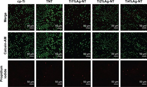 Figure 5 CLSM images of MG63 cells seeded on cp-Ti, TNT, and TiAg-NTs after 1 day of culture.Note: Green fluorescence indicates living cells, and red fluorescence indicates dead cells.Abbreviations: CLSM, confocal laser scanning microscope; cp-Ti, commercially pure Ti; NT, nanotubes; TNT, titanium nanotubes.