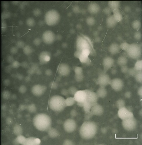 Figure 7 Transmission electron microscopy image of curcumin-loaded NP63.Notes: 72,000 × magnification; scale bar is 100 nm.