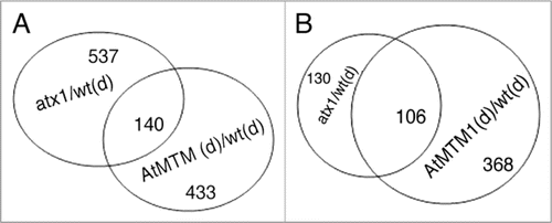 Figure 5 Venn diagrams of the atx1/wt-stressed and the OX-AtMTM1/wt-stressed fractions. (A) Overlapping genes with significantly altered transcript levels in the atx1 and in stressed wild type backgrounds; (B) Overlap of downregulated genes in the atx1, OX-AtMTM and wild type drought-stressed samples.