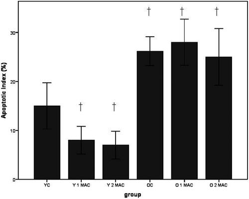 Figure 4. Quantification of apoptosis of cardiomyocyte in different groups. Apoptosis index was calculated by counting TUNEL-positive cells (magnification, ×400, 10 fields per heart) in each group, and shown as mean ± SD. YC: young control; Y 1 MAC: young 1 MAC sevoflurane postconditioning; Y 2 MAC: young 2 MAC sevoflurane postconditioning; OC: old control; O 1 MAC: old 1 MAC sevoflurane postconditioning; O 2 MAC: old 2 MAC sevoflurane postconditioning; MAC: minimum alveolar concentration. †p < 0.05 vs. YC.