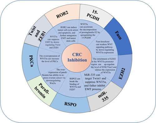 Figure 4 WNT5a inhibits the occurrence and development of colorectal cancer through multiple signal transduction pathways.