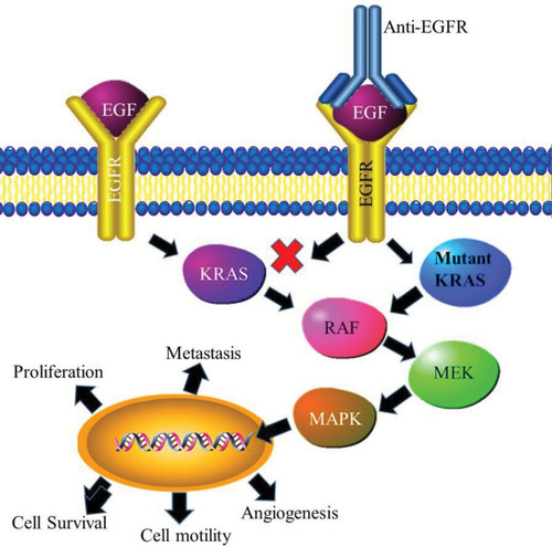 Figure 2 K-RAS pathway in cancer development. Mutant K-Tas remains in a permanently active state, which in turn leads to the permanent activation of MAPK signalling. As a result, cells in this state are able to avoid apoptosis and undergo rapid, uncontrolled cell division.