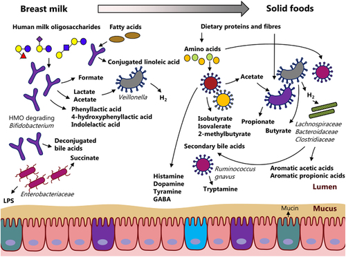 Figure 1. Gut microbiota-derived metabolites in early life. Gut microbial metabolism changes in early life with the progression in early nutrition from breastfeeding to solid foods concurrent with a progression in microbiome and metabolome diversity. During breastfeeding, the dominance of the infant gut by human milk oligosaccharide (HMO) degrading Bifidobacterium species results in high levels of lactate and acetate, as well as in aromatic lactic acids (i.e. phenyllactic acid, 4-hydroxyphenyllactic acid and indolelactic acid). With the progression in diet, the dietary complexity increases and more indigestible proteins and fiber end up in the colon of the child. Consequently, colonic fermentation changes resulting in the formation of short-chain fatty acids (SCFA, i.e. acetate, propionate and butyrate) and gases (i.e. hydrogen and methane). Furthermore, proteins are degraded into amino acids, which are fermented by the resident gut microbes into branched SCFAs (i.e. isobutyrate, isovalerate and 2-methylbutyrate), amines (i.e. histamine, dopamine, tyramine, γ-aminobutyric acid (GABA), tryptamine), as well as aromatic acetic and propionic acids (e.g. indoleacetic acid and indolepropionic acid).