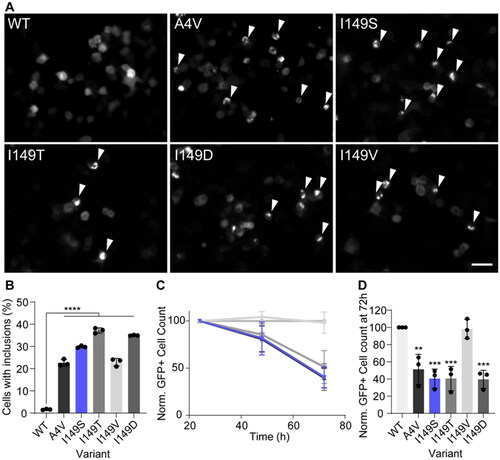 Figure 2. SOD1I149S forms inclusions and decreases the viability of motor neuron-like cells. (A) Example images of NSC-34 cells expressing GFP-tagged SOD1 variants. Arrows point to cells containing inclusions. Scale bar = 50 µm. (B) The percentage of cells containing inclusions within the top 10% highest expressing cells, showing the I149S readily forms inclusions. (C) Enumeration of GFP + cells 24, 48, and 72 h post-transfection normalized to 24 h and wild-type counts, showing that cells expressing I149S (blue) decrease over time. (D) Quantification of the 72 h time point from panel C, showing that at 72 h, SOD1-I149S expressing cells are at 40% the number of cells expressing SOD1-WT. Error bars represent SD from at least 3 biological replicates. Significance determined by One-way ANOVA with Tukey’s post test. **** = p < 0.0001, *** = p < 0.001, and ** = p < 0.01.