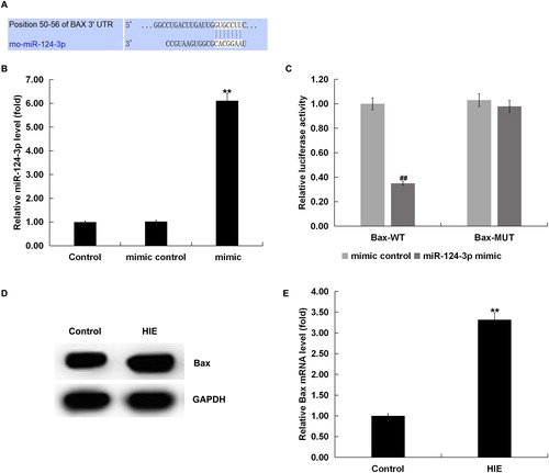 Figure 2. Bax was a target gene of miR-124-3p. (A) Binding sites of miR-124-3p to Bax. (B) miR-124-3p expression in neurons transfected with miR-124-3p mimic or mimic control. (C) Dual-luciferase reporter system was used to confirm the binding sites between miR-124-3p and Bax. (D and E) Protein and mRNA expression of Bax in the brain tissue of rats with or without HIE.Note: Data are mean values ± SD. **p < 0.01 vs. control group; ##p < 0.01 vs. mimic control group.